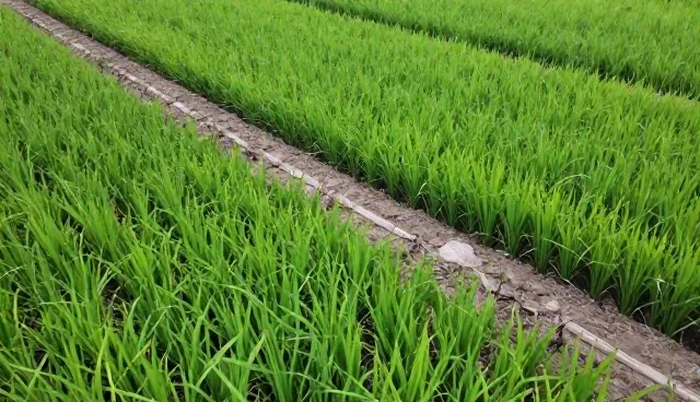 农业技术推广中种植技术指导的实践与优化路径