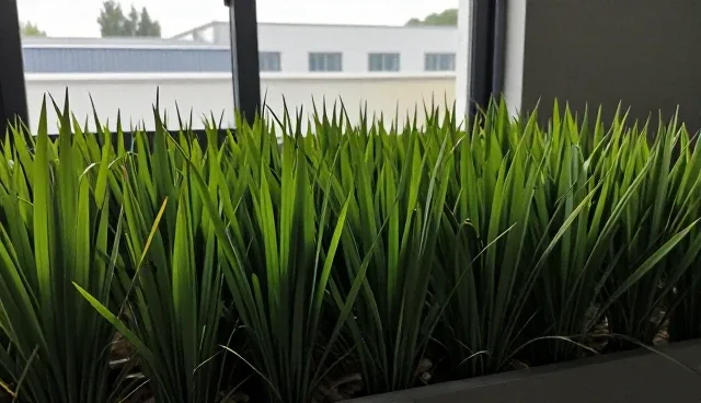 水稻种苗供应中的检查要点及选型建议