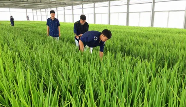 水稻种苗种植中常见问题与应对措施