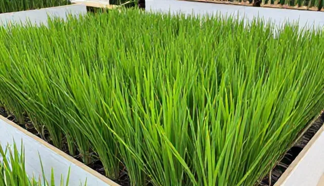 种植管理中的常见问题及技术指导方向